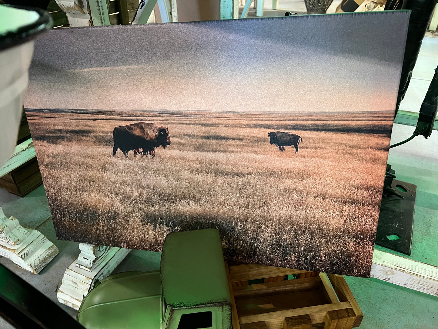 Buffalo Canvas Print