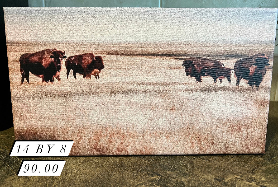 Buffalo Canvas Print