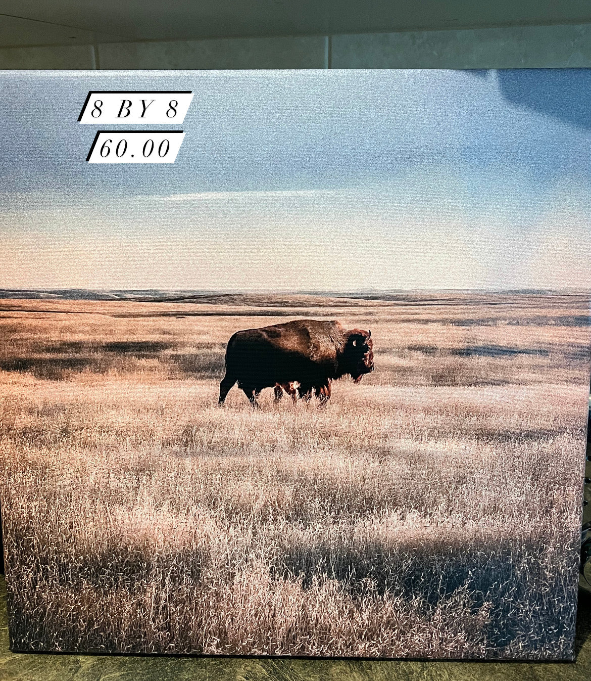 Buffalo Canvas Print