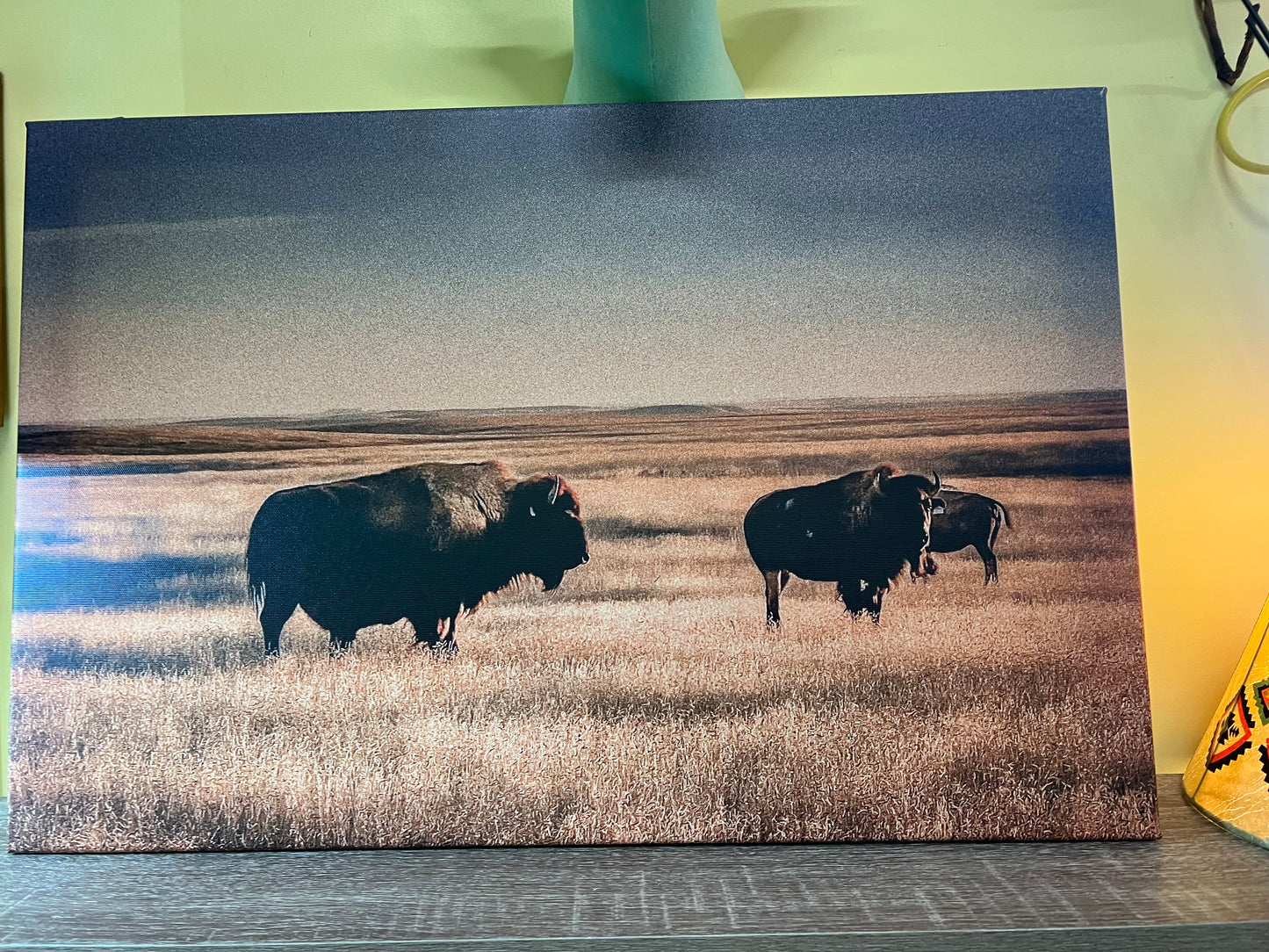 Buffalo Canvas Print