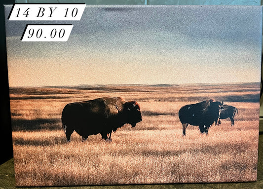 Buffalo Canvas Prints
